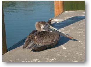 Pelican 