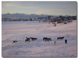 Weidegang Winter wie Sommer