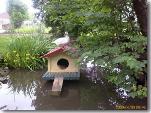 Ente P�nktchen auf dem Entenhaus