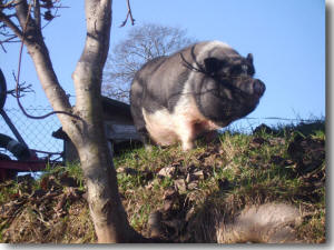 H�ngebauchschwein Schneewittchen am Pferdehof